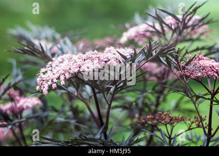 Sambucus Nigra "Black Lace" Stockfoto