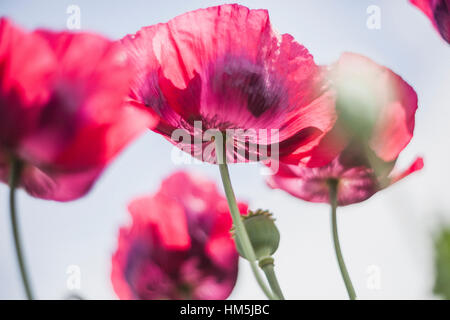 Rot Papaver Somniferum von unten gesehen Stockfoto