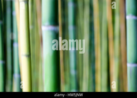 Abstraktes Bild von Bambus Halme Stockfoto