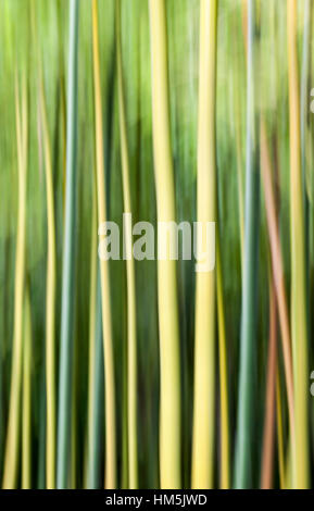 Abstraktes Bild von Bambus Halme Stockfoto
