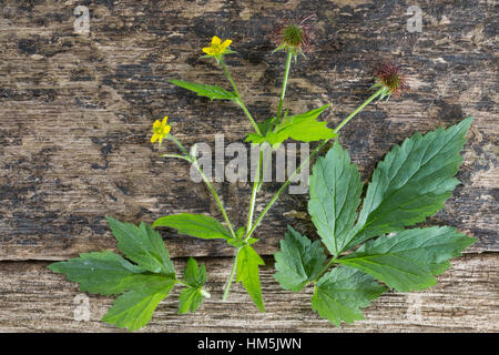 Echten Nelkenwurz, Gemeine Nelkenwurz, Geum Urbanum, Holz Avens, Herb Bennet, Colewort, St. Benedikt Kraut, La Benoîte Commune, Benoite Kommune Stockfoto