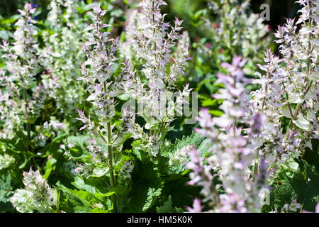 Salvia Sclarea - Muskatellersalbei Stockfoto