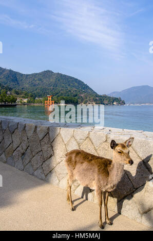 Hirsch tatenlos Stützmauer gegen Itsukushima-Schrein Stockfoto