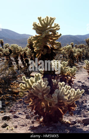 Cluster von Cholla Kakteen Cholla Cactus Garden Loop in Joshua Tree Nationalpark, Twentynine Palms, Kalifornien, USA Stockfoto