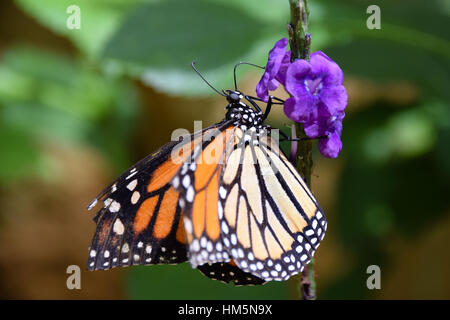 Monarch-Schmetterling Fütterung auf lila Blume Stockfoto