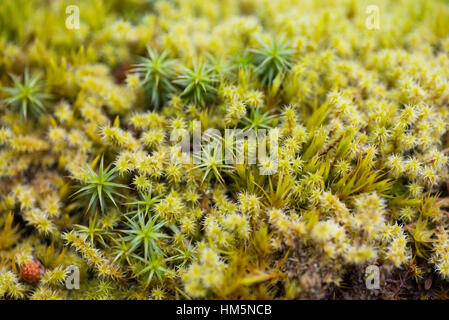 Nahaufnahme von Moos wächst in einem Wald Stockfoto, Bild 69196675 Alamy