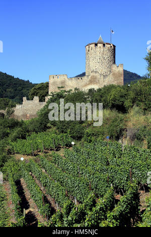 Vue Sur le Vignoble et le Château Impérial Dit Schlossberg (13ème Siècle). Kaysersberg.  F 68 Stockfoto