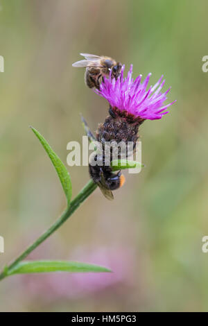 Hummel, schlafen unter einer Distel. Honigbiene auf Top ernähren sich von Pollen. Stockfoto