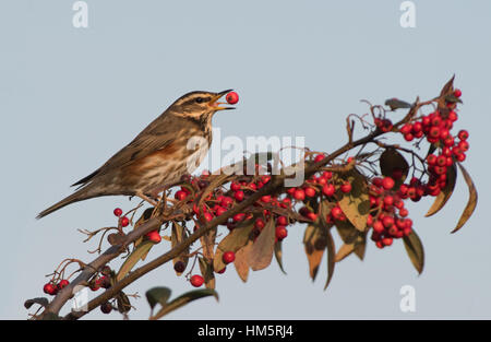 Redwing-Turdus Iliacus ernährt sich von Beeren Zwergmispel. Winter. Stockfoto