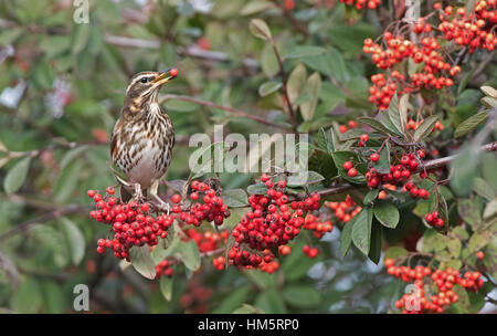 Redwing-Turdus Iliacus ernährt sich von Beeren Zwergmispel. Winter. Stockfoto