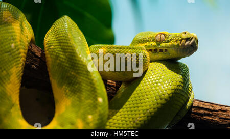 Eine schöne grüne python Stockfoto