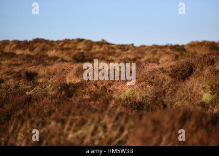 Winter-Heide und Heidekraut Stockfoto