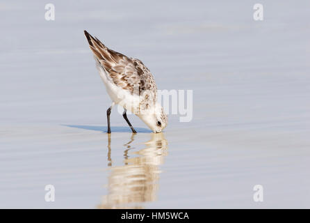 Sanderling (Calidris alba) am Strand, Tortuga Bay, Santa Cruz, Galapagos, Ecuador Stockfoto