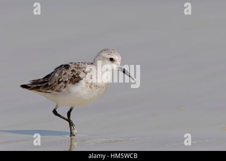 Sanderling (Calidris alba) am Strand, Tortuga Bay, Santa Cruz, Galapagos, Ecuador Stockfoto