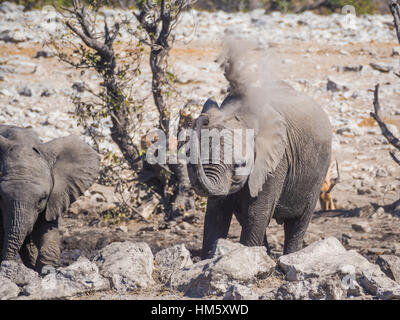 Sehr junger afrikanischer Elefant, besprühen seinen Körper mit trockenem Schmutz und Staub, Etosha Nationalpark, Namibia Stockfoto