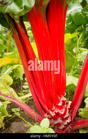 Mangold in ein Gemüse Garten mit Nachweis der letzten Ernte wachsen Stockfoto