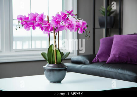 Eingemachte Orchidee Blume auf Tisch im Wohnzimmer Stockfoto