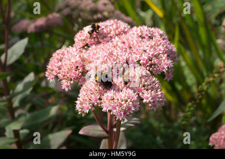Sedum Spectabile im Herbst mit dem Besuch der Wildbienen sammeln von pollen Stockfoto