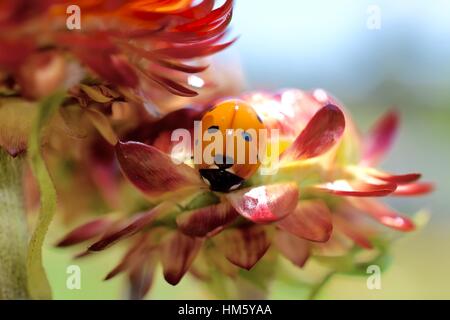 Marienkäfer auf einer Blume Stockfoto
