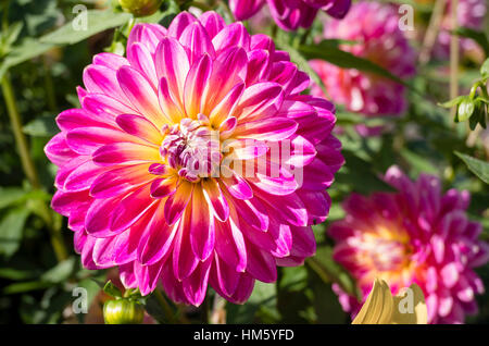 Dahlie Kalinka blühen im September im Vereinigten Königreich Stockfoto