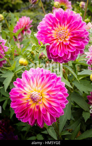 Dahlie Kalinka blühen im September im Vereinigten Königreich Stockfoto