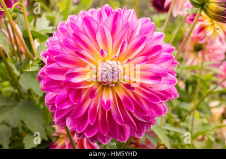 Dahlie Kalinka blühen im September im Vereinigten Königreich Stockfoto