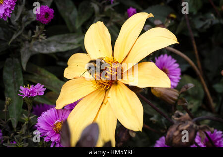 Dahlie Bischof von York blühen im September im Garten in Wiltshire UK Stockfoto