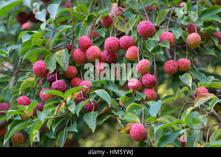 Kousa Hartriegel (Cornus Kousa) im Herbst, Botanischer Garten, Surrey, UK Stockfoto