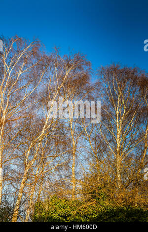 Silber Birken gegen einen hellen blauen Winterhimmel Stockfoto