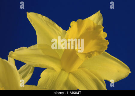 Leiter der Narzissen oder Narzisse Blume auf dunkelblauem Hintergrund Stockfoto