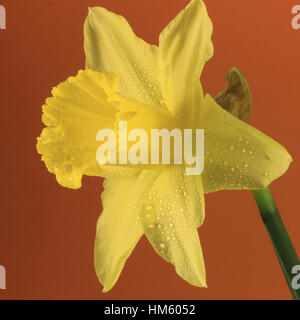 Leiter der Narzissen oder Narzisse Blumen auf dunklem orange Hintergrund Stockfoto