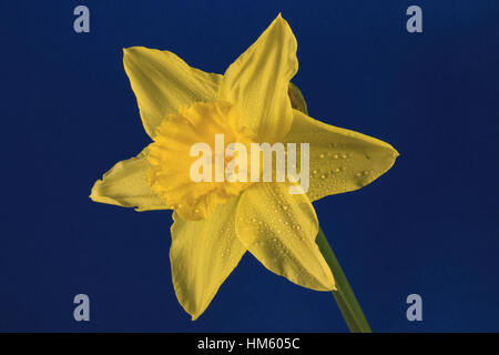 Leiter der Narzissen oder Narzisse Blume auf schlichte dunkelblauen Hintergrund Stockfoto