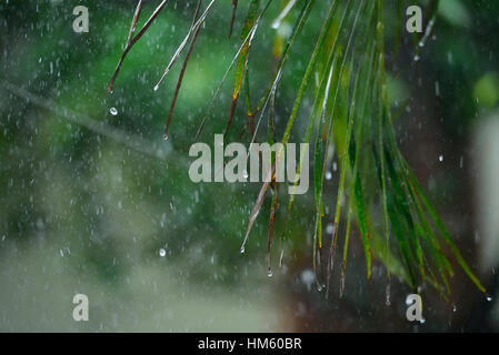 Tropfen fallen aus Palmblättern nass im Regen Stockfoto