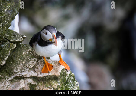 Papageitaucher Fratercula Arctica, auf Felsen am RSPB Bempton Cliffs, zwischen Scarborough und Whitby, North Yorkshire, Nordsee Stockfoto