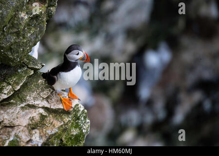 Papageitaucher Fratercula Arctica, auf Felsen am RSPB Bempton Cliffs, zwischen Scarborough und Whitby, North Yorkshire, Nordsee Stockfoto