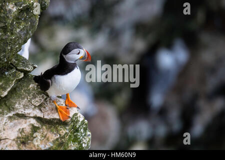 Papageitaucher Fratercula Arctica, auf Felsen am RSPB Bempton Cliffs, zwischen Scarborough und Whitby, North Yorkshire, Nordsee Stockfoto