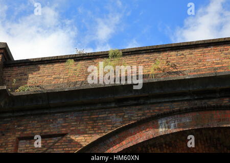 Wachstum von Unkraut auf viktorianische Backstein gebaut Eisenbahn-Viadukt Bögen über das Bourne-Tal und Surrey Straße am Branksome zwischen Bournemouth und Poole UK Stockfoto