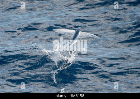 Fliegende Fischarten abheben, wissenschaftlicher Name unbekannt, mehrere hundert Meilen vor Mauretanien, Afrika, Atlantik Stockfoto