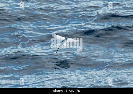 Fliegende Fischarten abheben, wissenschaftlicher Name unbekannt, mehrere hundert Meilen vor Mauretanien, Afrika, Atlantik Stockfoto