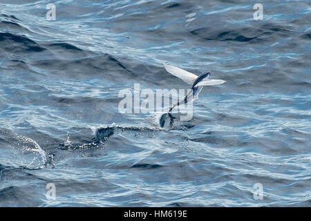 Fliegende Fischarten abheben, wissenschaftlicher Name unbekannt, mehrere hundert Meilen vor Mauretanien, Afrika, Atlantik Stockfoto