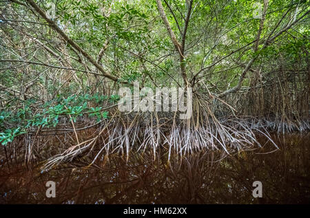 Geheimnisvollen Mangrovenwald, Celestun Naturschutzgebiet, Yucatan, Mexiko Stockfoto