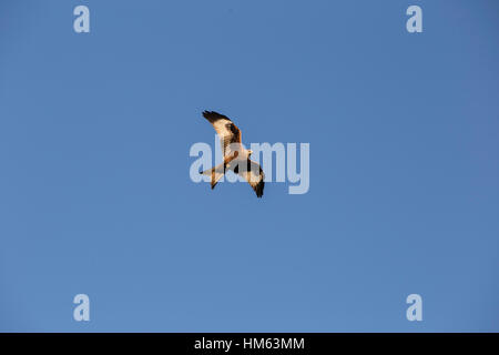 Rotmilane bei Harewood House, Leeds in Aktion. Stockfoto