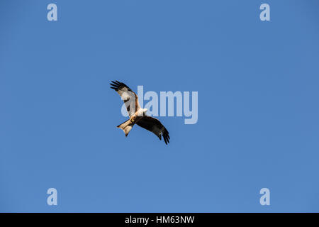 Rotmilane bei Harewood House, Leeds in Aktion. Stockfoto