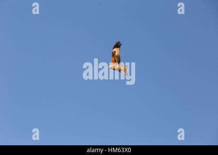 Rotmilane bei Harewood House, Leeds in Aktion. Stockfoto