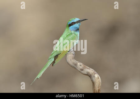 Kleine grüne Bienenfresser-Merops orientalis Stockfoto