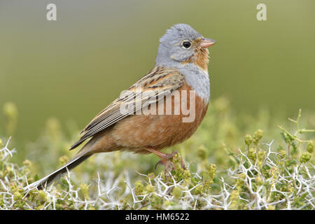 Cretzschmar Bunting - Emberiza caesia Stockfoto