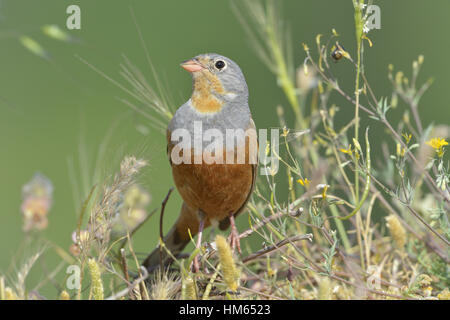 Cretzschmar Bunting - Emberiza caesia Stockfoto