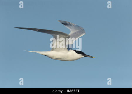 Brandseeschwalbe - Sterna sandvichensis Stockfoto