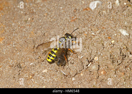 Sand-tailed Digger Wespe oder Rüsselkäfer Wasp - Cerceris arenaria Stockfoto