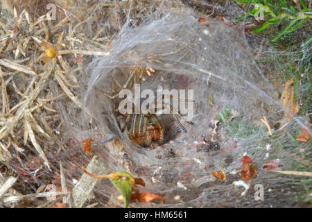 Gemeinsamen Labyrinth Spider - Agelena Labyrinthica - männlichen vorsichtig sich nähernden Weibchen in Verschachtelung Trichter Stockfoto